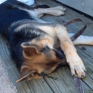 Meet your Posher, Luis